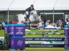 jumper Jewel de Kwakenbeek (Belgian Warmblood, 2009, from Cicero Z van Paemel)