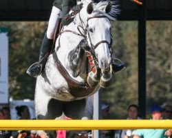 Springpferd Mary Poppins (KWPN (Niederländisches Warmblut), 2007, von Casantos)