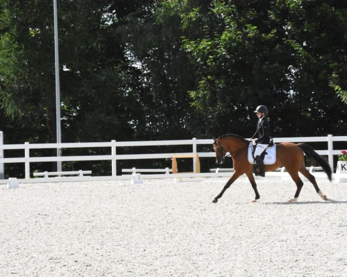 stallion Mogli 413 (German Riding Pony, 2015, from Mr. Tarek)