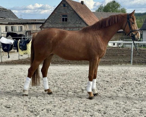 Dressurpferd Ascamilla T (Deutsches Sportpferd, 2019, von Escamillo)