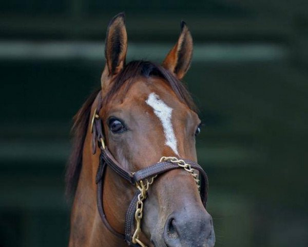 broodmare Razeena xx (Thoroughbred, 2016, from Malibu Moon xx)