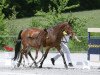 broodmare A Sun Dance (German Warmblood, 2012, from Sungold 2)