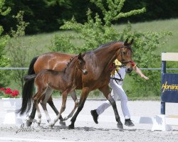 Zuchtstute A Sun Dance (Deutsches Reitpferd, 2012, von Sungold 2)