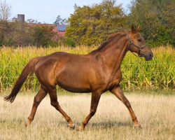 Zuchtstute Arrabbiata T (Bayer, 2006, von Lone Star)