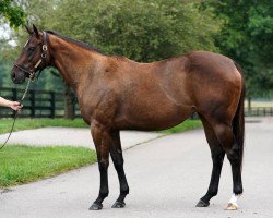 broodmare Steph Being Steph xx (Thoroughbred, 2015, from Majestic Warrior xx)