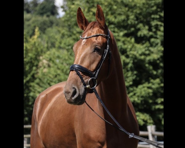 dressage horse Oquando MJ (KWPN (Royal Dutch Sporthorse), 2019, from Quantissimo 3)