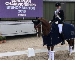 dressage horse Gee Gee 2 (German Riding Pony, 2003, from Going East)