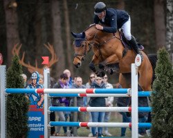 jumper Like Rijenna (Westphalian, 2014, from Lord Pizarro)