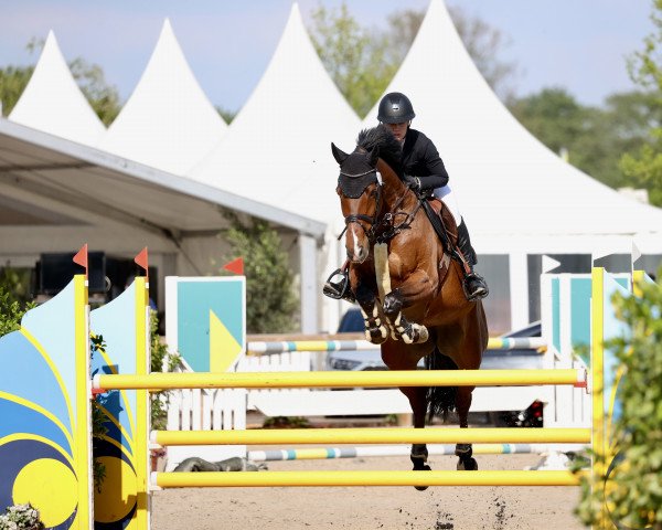 jumper Carynia (Hanoverian, 2013, from Carrico)