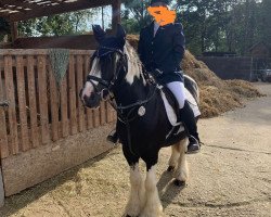 horse Gargamels Katze Azrael (Tinker / Irish Cob / Gypsy Vanner, 2013)