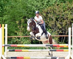 Dressurpferd Lucky 1809 (Deutsches Reitpony, 2011)