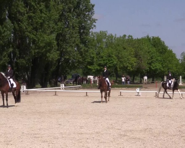 Reitturnier Hamm- Rhynern 2023