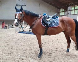 horse Amadeus 919 (Oldenburg show jumper, 2004, from Aracento)