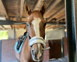 jumper Whisper 235 (KWPN (Royal Dutch Sporthorse), 2005)