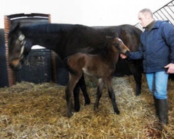 broodmare Funny Feerie xx (Thoroughbred, 1995, from Sillery xx)