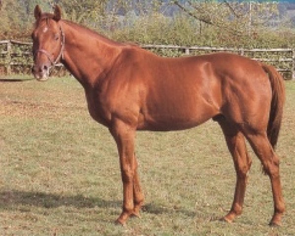 stallion Bricassar xx (Thoroughbred, 1985, from Irish River xx)