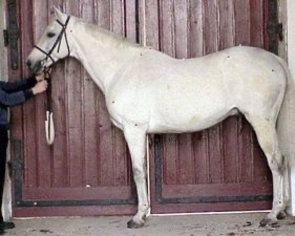 stallion Dom Alco xx (Thoroughbred, 1987, from Don Pasquini xx)