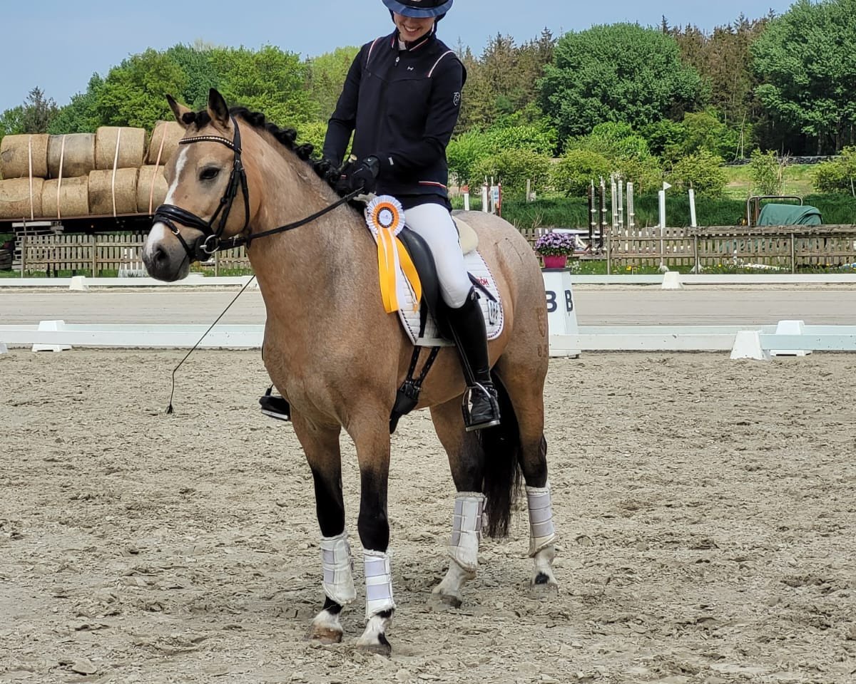 Deckhengst Diamond Dancer Jn (Deutsches Reitpony, 2017, von Diamond Touch NRW)