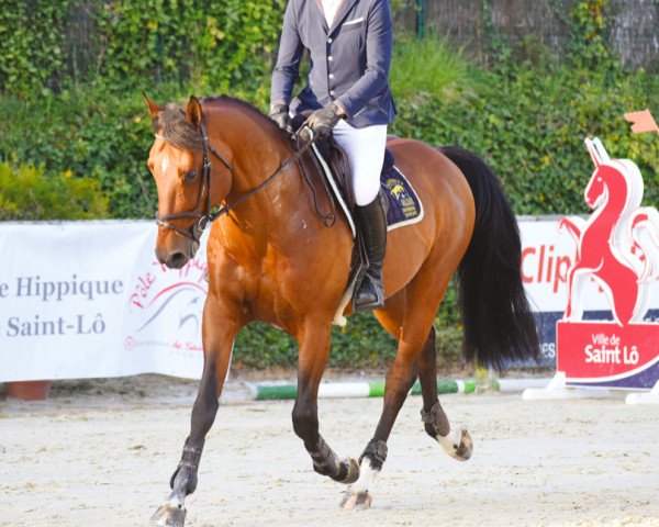 stallion Ascot des Ifs (Selle Français, 2010, from Quick Star)