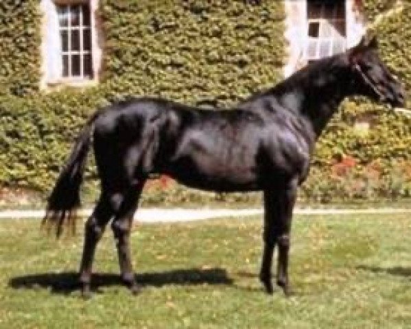 stallion Video Rock xx (Thoroughbred, 1984, from No Lute xx)