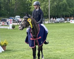 jumper Milow 13 (German Riding Pony, 2006, from Mangold)