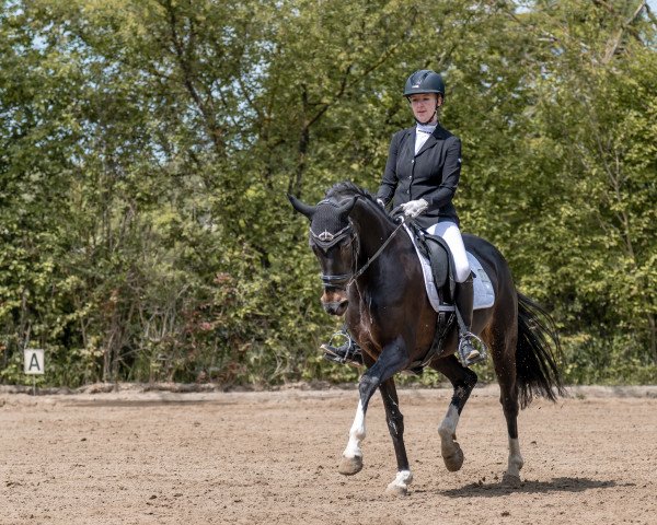 dressage horse For Amazing Star (Hanoverian, 2016, from For Romance I)