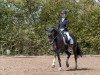 dressage horse For Amazing Star (Hanoverian, 2016, from For Romance I)