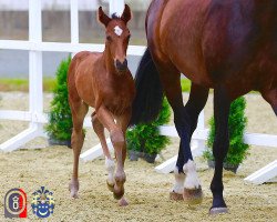 dressage horse Lonkens Alliccia (Oldenburg, 2016, from Licotus)