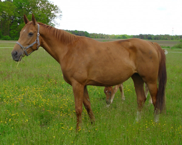 broodmare Pauline (Hanoverian, 2016, from Perigueux)