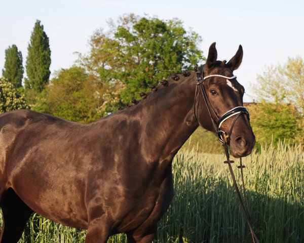 broodmare Kalida MK (Oldenburg, 2017, from Kanndarco)