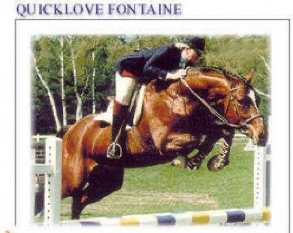 stallion Quicklove Fontaine (Selle Français, 1982, from I love you)