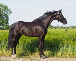 broodmare Calysta 3 (Oldenburg, 2019, from Blue Hors Zackerey)