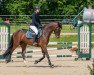 jumper Starena 3 (Hanoverian, 2016, from Stalypso)