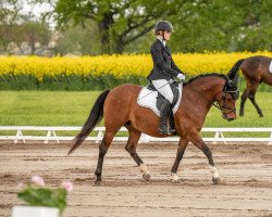 Springpferd Feuer Fiene (Deutsches Reitpony, 2018, von Nasrim)