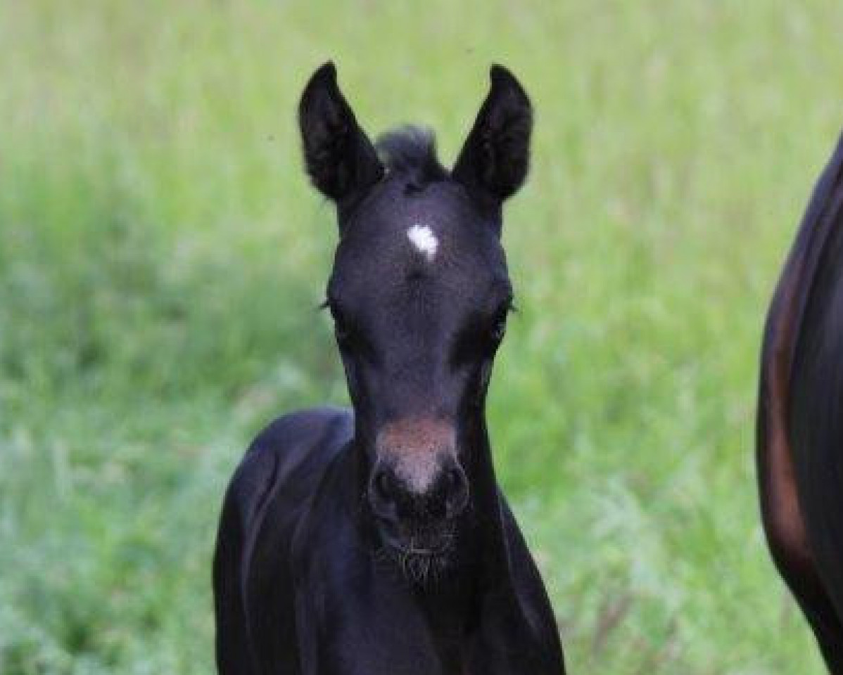 dressage horse Zaria RS (Westphalian, 2023, from Zuperman OLD)