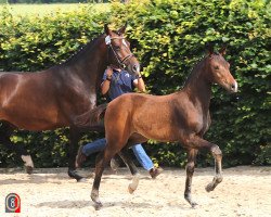 broodmare Lonkens Nuria (Oldenburg, 2016, from Fiandro)