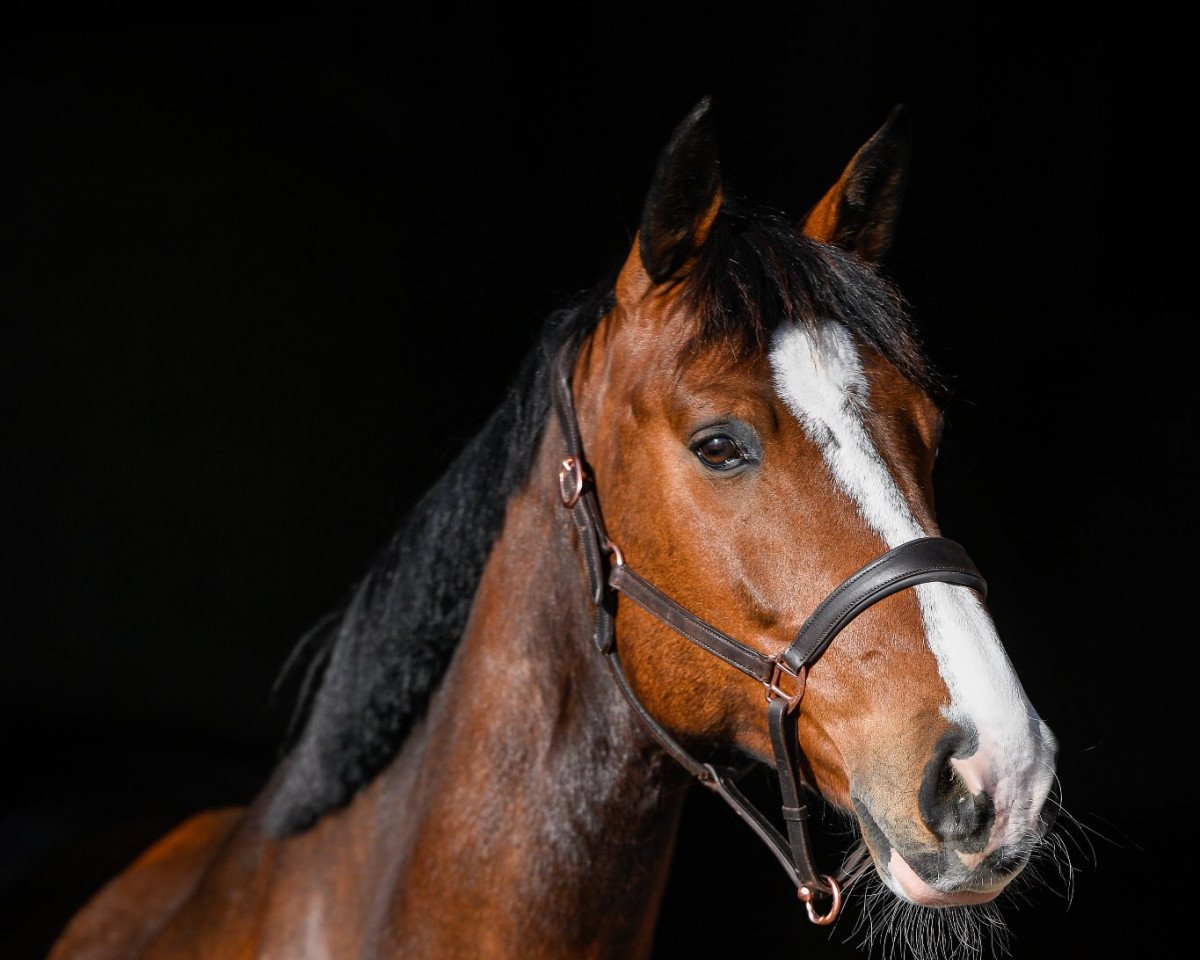 Springpferd Jayant (KWPN (Niederländisches Warmblut), 2014, von Carambole)