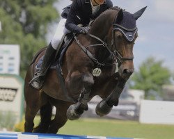 jumper Pizarro 42 (German Sport Horse, 2008, from Pharis)