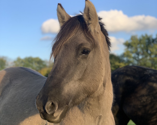 horse Loki (unknown, 2020, from Lars van den Bosdries)