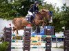 jumper My Big Hope (Oldenburg show jumper, 2014, from Mylord Carthago)