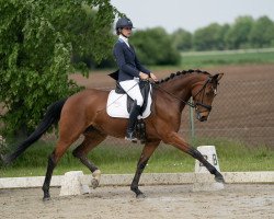 dressage horse Queen Rubina W (Westphalian, 2018, from Quantensprung 3)