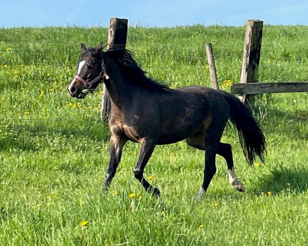 Pferd Phoebe vom Bernerschachen (Welsh Pony (Sek.B), 2019, von Frankenhöh's Da Vinci)