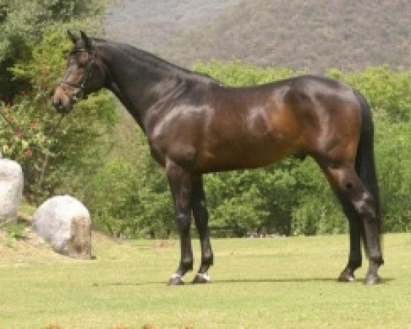 stallion Quintus LS (Mexican Riding Horse, 2001, from Fergar Mail)