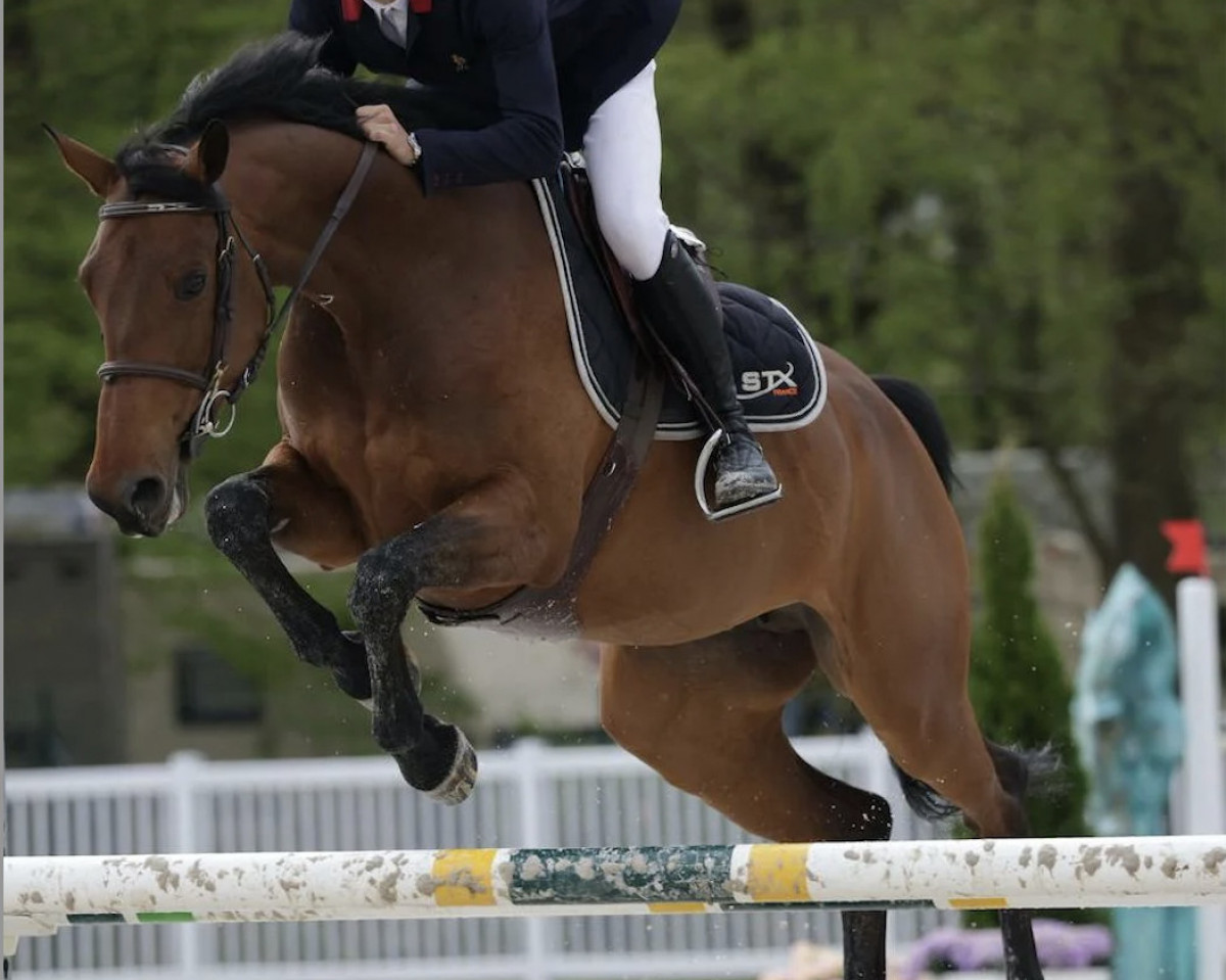 jumper Narena Z (Zangersheide riding horse, 2013, from Numero Uno)