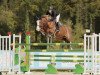 jumper Iluna van de Zuuthoeve (Belgium Sporthorse, 2014, from Richebourg)