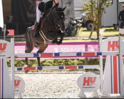 jumper Messi Horta (Belgian Warmblood, 2012, from Diamant de Semilly)