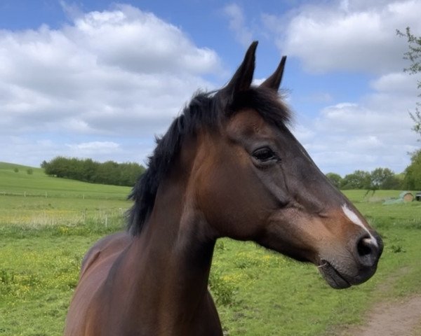 broodmare Clarissa (Oldenburg, 2006, from Glock's Johnson Tn)