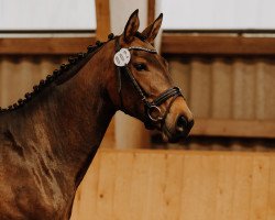 dressage horse Startklar W (Hanoverian, 2019, from Stakkato)