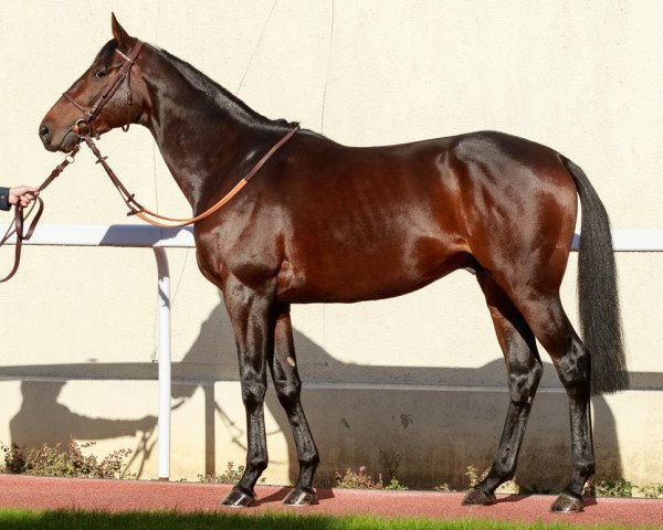 horse Zarkan xx (Thoroughbred, 2018, from Harzand xx)