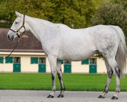 broodmare Zarakiysha xx (Thoroughbred, 2004, from Kendor xx)